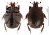 Hister bissexstriatus